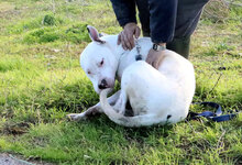 ZAGOR, Hund, Dogo Argentino in Italien - Bild 14