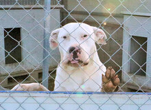 ZAGOR, Hund, Dogo Argentino in Italien - Bild 16