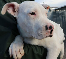 ZAGOR, Hund, Dogo Argentino in Italien - Bild 21