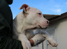 ZAGOR, Hund, Dogo Argentino in Italien - Bild 24