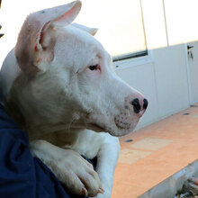 ZAGOR, Hund, Dogo Argentino in Italien - Bild 27