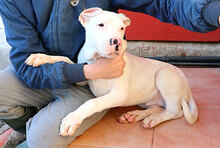 ZAGOR, Hund, Dogo Argentino in Italien - Bild 29