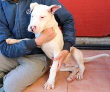 ZAGOR, Hund, Dogo Argentino in Italien - Bild 30