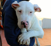 ZAGOR, Hund, Dogo Argentino in Italien - Bild 31