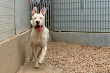 ZAGOR, Hund, Dogo Argentino in Italien - Bild 4