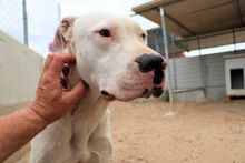 ZAGOR, Hund, Dogo Argentino in Italien - Bild 5