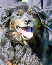 CORALIE, Hund, Berner Sennenhund-Mix in Italien - Bild 1