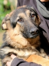 GUENDALINA, Hund, Deutscher Schäferhund in Italien - Bild 1