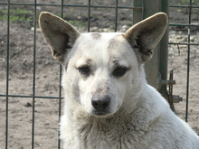 DARIUS, Hund, Mischlingshund in Rumänien - Bild 1