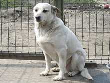 DARIUS, Hund, Mischlingshund in Rumänien - Bild 2