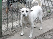 DARIUS, Hund, Mischlingshund in Rumänien - Bild 3