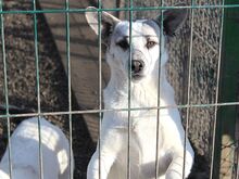 DARIUS, Hund, Mischlingshund in Rumänien - Bild 4