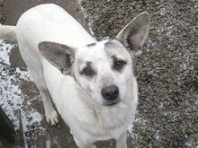 DARIUS, Hund, Mischlingshund in Rumänien - Bild 5
