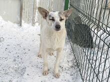 DARIUS, Hund, Mischlingshund in Rumänien - Bild 6