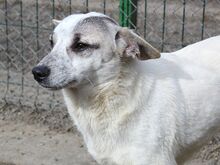 DARIUS, Hund, Mischlingshund in Rumänien - Bild 7