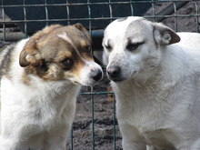 DARIUS, Hund, Mischlingshund in Rumänien - Bild 8