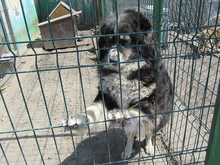 MARIA, Hund, Mischlingshund in Kall - Bild 5