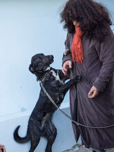TSETSA, Hund, Mischlingshund in Bulgarien - Bild 2