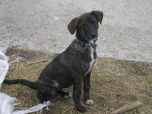 TSETSA, Hund, Mischlingshund in Bulgarien - Bild 3