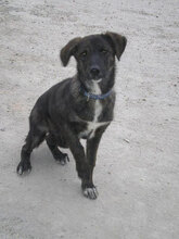 TSETSA, Hund, Mischlingshund in Bulgarien - Bild 5
