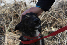 TSETSA, Hund, Mischlingshund in Bulgarien - Bild 6