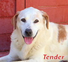 TENDER, Hund, Mischlingshund in Italien - Bild 1