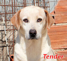 TENDER, Hund, Mischlingshund in Italien - Bild 2