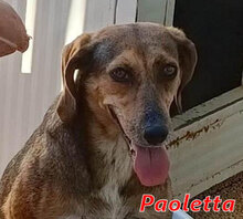 PAOLETTA, Hund, Mischlingshund in Italien - Bild 1