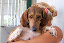 PAOLETTA, Hund, Mischlingshund in Italien - Bild 12