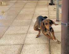PAOLETTA, Hund, Mischlingshund in Italien - Bild 16