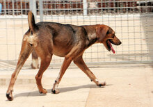 PAOLETTA, Hund, Mischlingshund in Italien - Bild 5