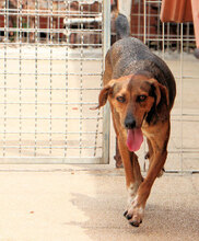 PAOLETTA, Hund, Mischlingshund in Italien - Bild 6