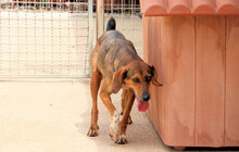 PAOLETTA, Hund, Mischlingshund in Italien - Bild 7