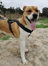 MRMARLEY, Hund, Mischlingshund in Portugal - Bild 4
