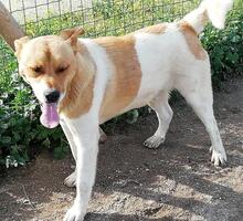 MRMARLEY, Hund, Mischlingshund in Portugal - Bild 6