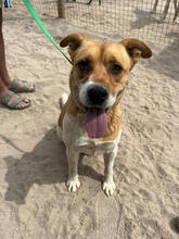 MRMARLEY, Hund, Mischlingshund in Portugal - Bild 7