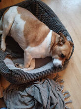 MRMARLEY, Hund, Mischlingshund in Mönchengladbach - Bild 4