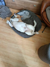 MRMARLEY, Hund, Mischlingshund in Mönchengladbach - Bild 5