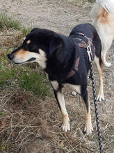 POPPY, Hund, Mischlingshund in Erkrath - Bild 2