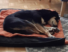 POPPY, Hund, Mischlingshund in Erkrath - Bild 3