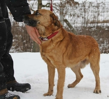 BRUNO, Hund, Mischlingshund in Ungarn - Bild 2
