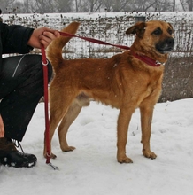 BRUNO, Hund, Mischlingshund in Ungarn - Bild 3