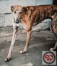 KEYLON, Hund, Galgo Español in Spanien - Bild 2