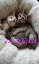 ZOI, Katze, Europäisch Kurzhaar in Bulgarien - Bild 1