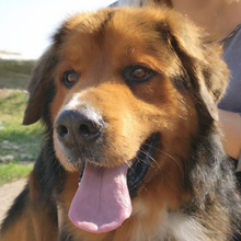 ZEUS, Hund, Mischlingshund in Spanien - Bild 1