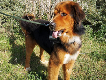 ZEUS, Hund, Mischlingshund in Spanien - Bild 11