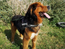 ZEUS, Hund, Mischlingshund in Spanien - Bild 12