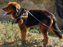 ZEUS, Hund, Mischlingshund in Spanien - Bild 2