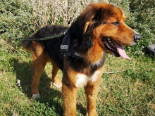 ZEUS, Hund, Mischlingshund in Spanien - Bild 5