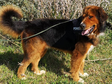 ZEUS, Hund, Mischlingshund in Spanien - Bild 6